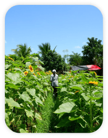 Farm