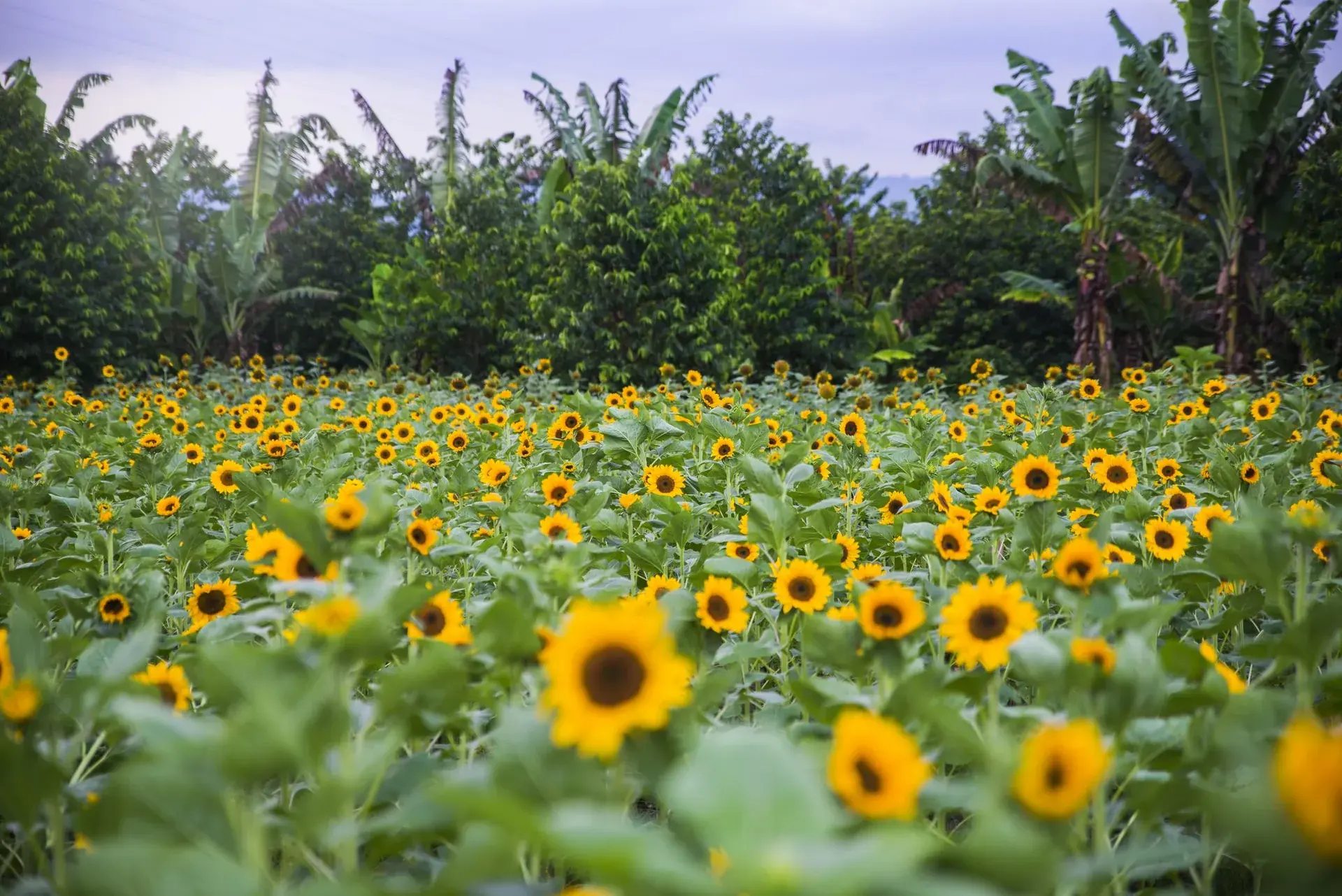A sunflower field bordered by banana trees