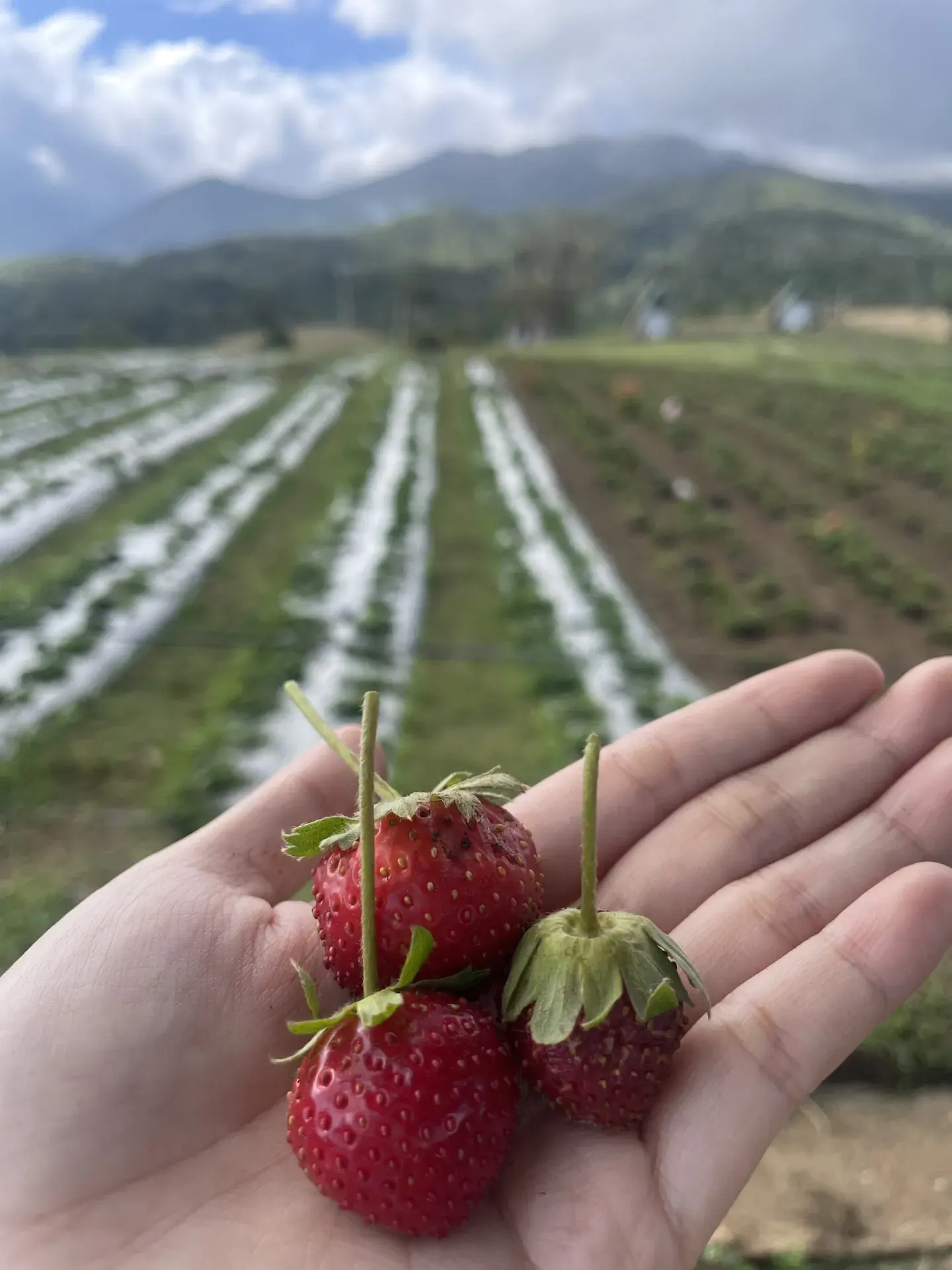 A farm visit with strawberries picked in the field